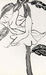 datura.jpg (18992 bytes)