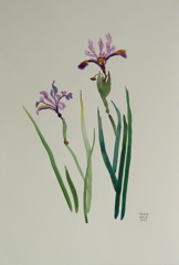 DSC02167_crop.JPG