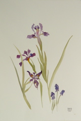 DSC02169_crop.JPG